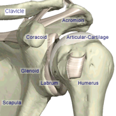 labrum